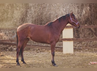 Caballo de deporte español Mestizo, Caballo castrado, 5 años, 167 cm, Castaño