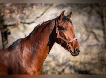 Caballo de deporte español Mestizo, Caballo castrado, 5 años, 167 cm, Castaño