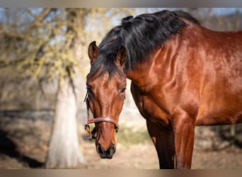 Caballo de deporte español Mestizo, Caballo castrado, 5 años, 167 cm, Castaño