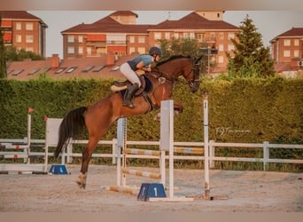 Caballo de deporte español, Caballo castrado, 5 años, 170 cm, Castaño