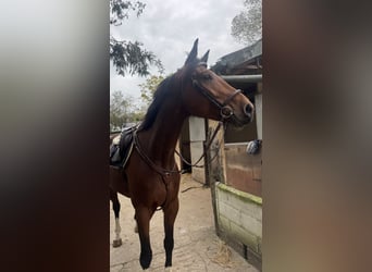 Caballo de deporte español, Caballo castrado, 5 años, 176 cm, Castaño