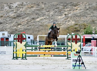 Caballo de deporte español, Caballo castrado, 5 años, 176 cm, Castaño