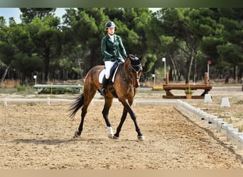 Caballo de deporte español, Caballo castrado, 5 años, 176 cm, Castaño