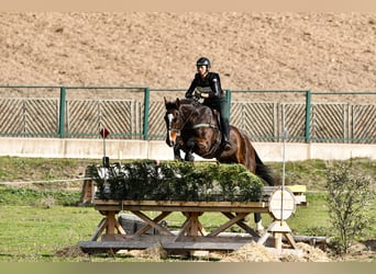 Caballo de deporte español, Caballo castrado, 5 años, 176 cm, Castaño