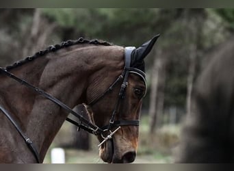 Caballo de deporte español, Caballo castrado, 5 años, 176 cm, Castaño