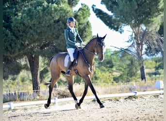 Caballo de deporte español, Caballo castrado, 5 años, 176 cm, Castaño