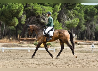 Caballo de deporte español, Caballo castrado, 5 años, 176 cm, Castaño