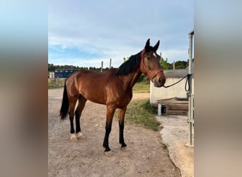 Caballo de deporte español, Caballo castrado, 5 años, 179 cm, Castaño