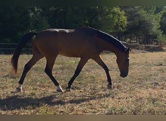 Caballo de deporte español, Caballo castrado, 5 años, 180 cm, Castaño