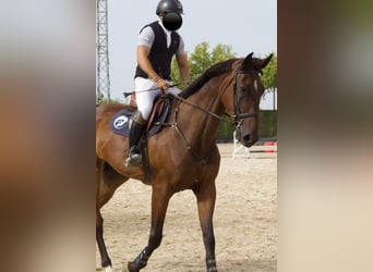 Caballo de deporte español, Caballo castrado, 5 años, 180 cm, Castaño
