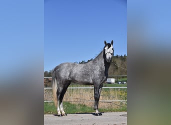Caballo de deporte español, Caballo castrado, 6 años, 148 cm, Tordo rodado
