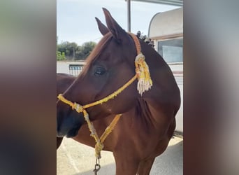 Caballo de deporte español, Caballo castrado, 6 años, 162 cm, Alazán