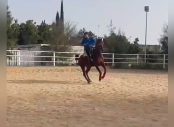 Caballo de deporte español, Caballo castrado, 6 años, 162 cm, Alazán