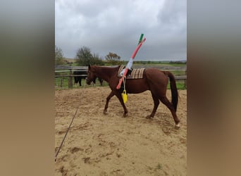 Caballo de deporte español, Caballo castrado, 6 años, 162 cm, Alazán