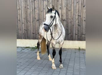 Caballo de deporte español, Caballo castrado, 6 años, 162 cm, Tordillo negro