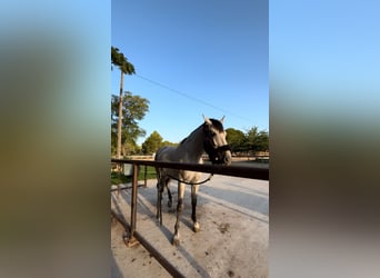 Caballo de deporte español, Caballo castrado, 6 años, 163 cm, Tordo