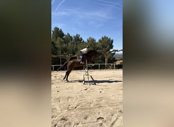 Caballo de deporte español, Caballo castrado, 6 años, 165 cm, Castaño