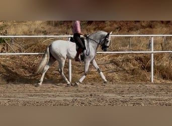 Caballo de deporte español, Caballo castrado, 6 años, 165 cm, Tordo