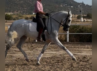 Caballo de deporte español, Caballo castrado, 6 años, 165 cm, Tordo