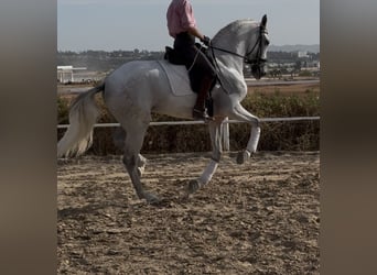 Caballo de deporte español, Caballo castrado, 6 años, 165 cm, Tordo