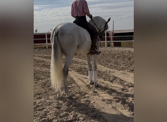 Caballo de deporte español, Caballo castrado, 6 años, 165 cm, Tordo