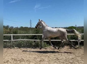 Caballo de deporte español, Caballo castrado, 6 años, 165 cm, Tordo