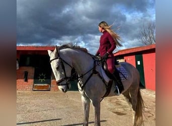 Caballo de deporte español, Caballo castrado, 6 años, 165 cm, Tordo