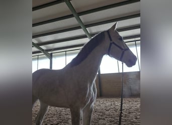 Caballo de deporte español, Caballo castrado, 6 años, 165 cm, Tordo