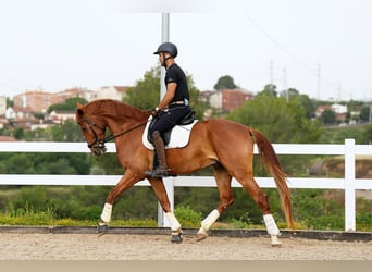 Caballo de deporte español, Caballo castrado, 6 años, 168 cm, Alazán