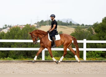 Caballo de deporte español, Caballo castrado, 6 años, 168 cm, Alazán