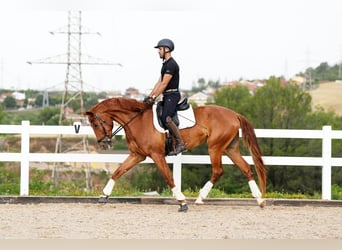 Caballo de deporte español, Caballo castrado, 6 años, 168 cm, Alazán