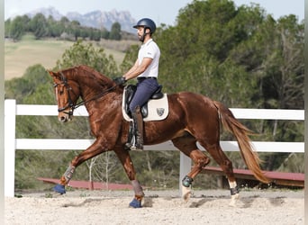 Caballo de deporte español, Caballo castrado, 6 años, 168 cm, Alazán