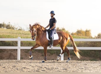 Caballo de deporte español, Caballo castrado, 6 años, 168 cm, Alazán