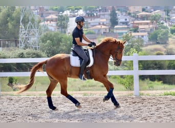 Caballo de deporte español, Caballo castrado, 6 años, 168 cm, Alazán