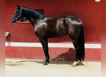 Caballo de deporte español, Caballo castrado, 6 años, 168 cm, Castaño