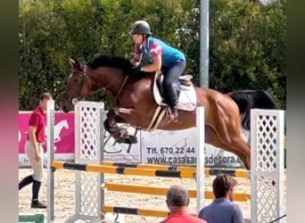 Caballo de deporte español Mestizo, Caballo castrado, 6 años, 168 cm, Castaño rojizo