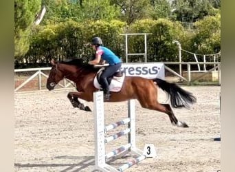 Caballo de deporte español Mestizo, Caballo castrado, 6 años, 168 cm, Castaño rojizo