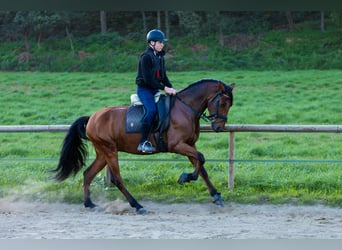 Caballo de deporte español, Caballo castrado, 6 años, 170 cm, Castaño