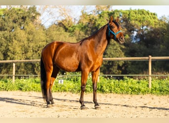 Caballo de deporte español, Caballo castrado, 6 años, 170 cm, Castaño