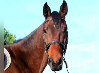Caballo de deporte español, Caballo castrado, 6 años, 172 cm, Castaño
