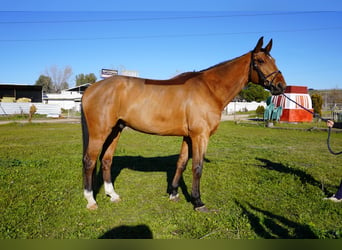 Caballo de deporte español, Caballo castrado, 6 años, 174 cm, Castaño