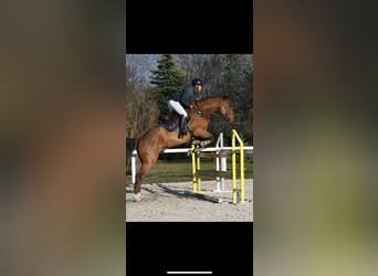 Caballo de deporte español, Caballo castrado, 6 años, 174 cm, Castaño