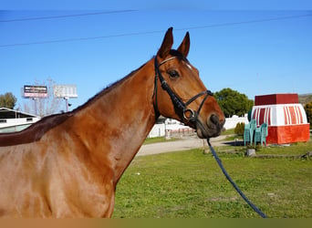 Caballo de deporte español, Caballo castrado, 6 años, 174 cm, Castaño