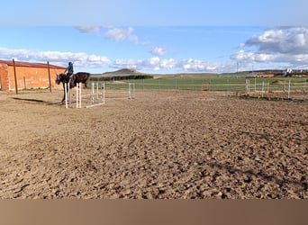 Caballo de deporte español, Caballo castrado, 6 años, 174 cm, Tordo