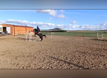 Caballo de deporte español, Caballo castrado, 6 años, 174 cm, Tordo