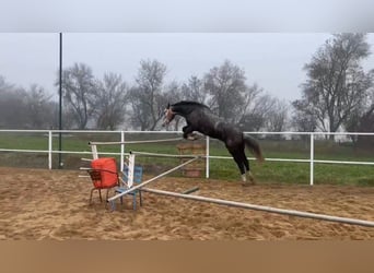 Caballo de deporte español, Caballo castrado, 6 años, 174 cm, Tordo