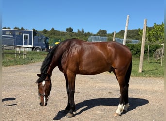 Caballo de deporte español, Caballo castrado, 6 años, Castaño