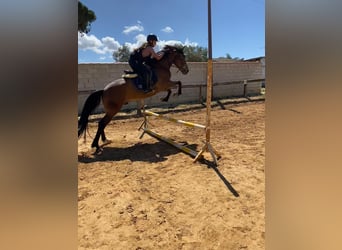 Caballo de deporte español, Caballo castrado, 6 años, Castaño oscuro