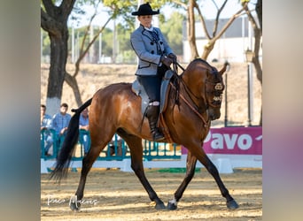 Caballo de deporte español, Caballo castrado, 7 años, 160 cm, Castaño