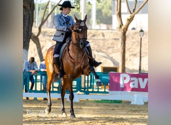 Caballo de deporte español, Caballo castrado, 7 años, 160 cm, Castaño